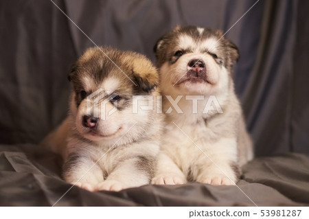 Cute Malamute puppies lie on a gray background Cute Malamute puppies lie on a gray background 53981287