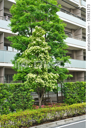公寓前的路邊樹（Evergreen Yamaboushi） 53981373