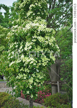 Light yellowish green evergreen pokeweed flower 53981413