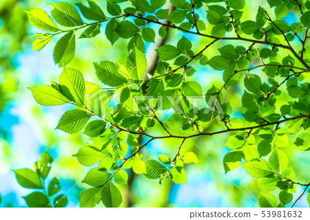 Fresh green and eco image Fresh green and eco image 53981632