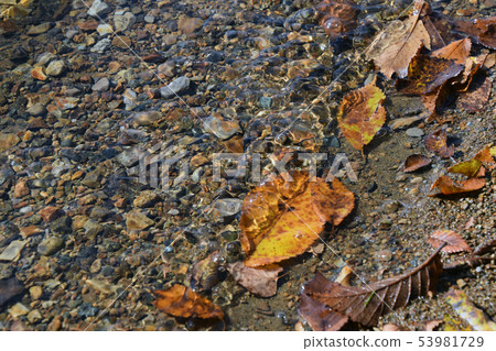 Fallen leaves Fallen leaves 53981729