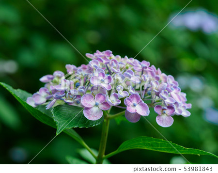Adorable green hydrangea 53981843