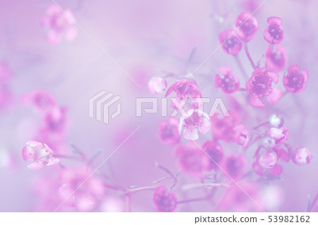 Closeup of chamelaucium flowers on soft gray 53982162