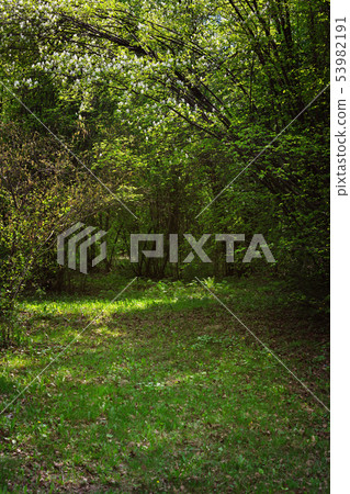 Green park with trees and wild grass 53982191