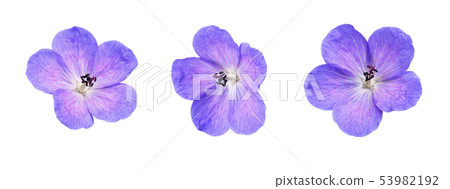 Set of geranium pratense flowers 53982192