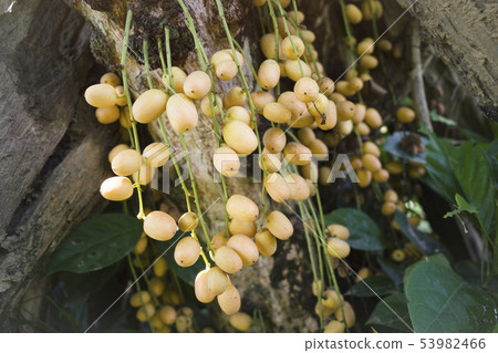 Rambeh or rambi Burmese grape 53982466