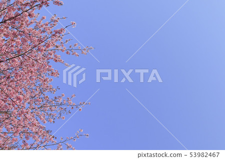 Cherry blossoms and blue sky background Simple image 53982467