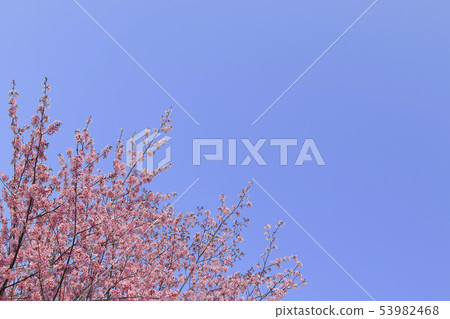 Cherry blossoms and blue sky background Simple image 53982468