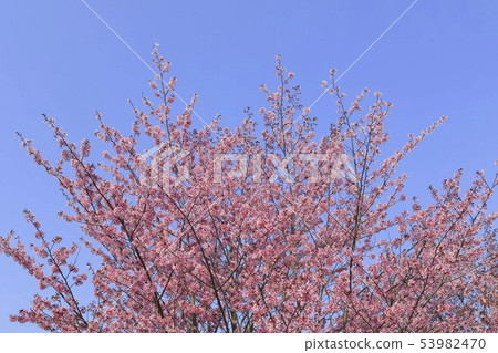 Cherry blossoms and blue sky background Simple image 53982470