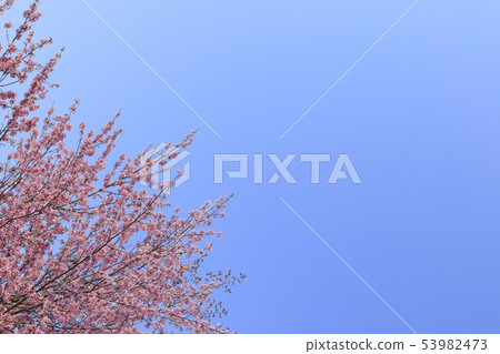 Cherry blossoms and blue sky background Simple image 53982473