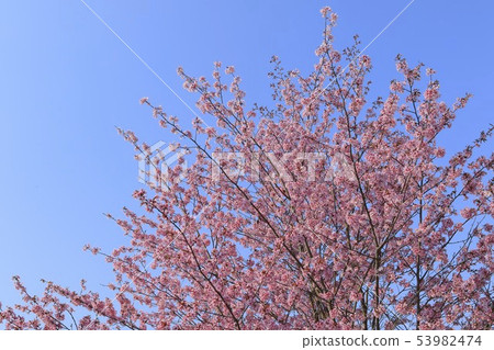 Cherry blossoms and blue sky background Simple image 53982474