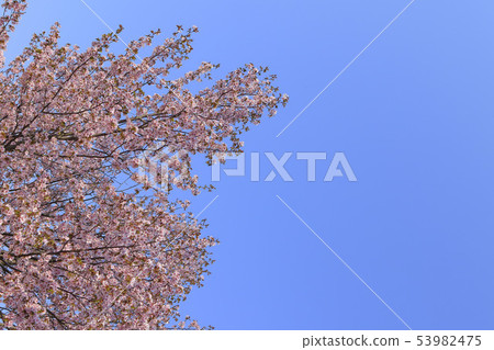 Cherry blossoms and blue sky background Simple image 53982475