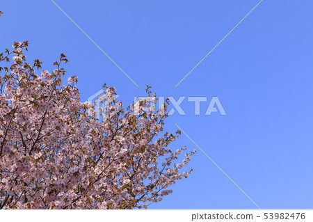 Cherry blossoms and blue sky background Simple image 53982476