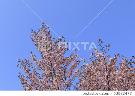 Cherry blossoms and blue sky background Simple image 53982477