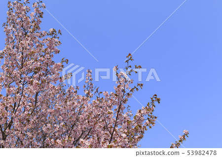 Cherry blossoms and blue sky background Simple image 53982478