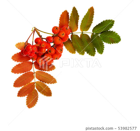 Autumn rowanberries and leaves in a corner 53982577