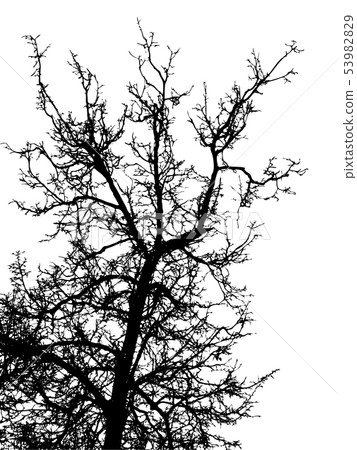 Black leafless tree branches Black leafless tree branches 53982829