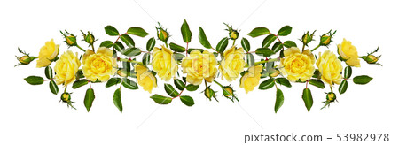 Yellow garden rose flower, buds and leaves Yellow garden rose flower, buds and leaves 53982978
