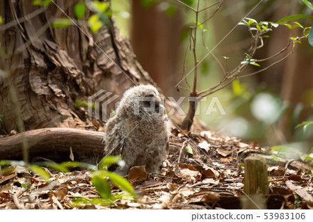 Nested owl chicks 05 Nested owl chicks 05 53983106