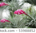 Pink Tillandsia cotton candy flower (Bromeliad) 53988852