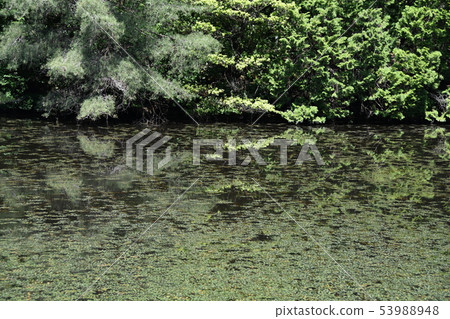 Green painting Green painting 53988948