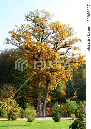 tall oak in the park in autumn tall oak in the park in autumn 53989067