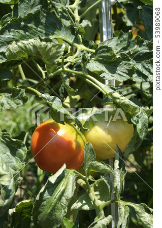 Fruit of tomato Fruit of tomato 53989068