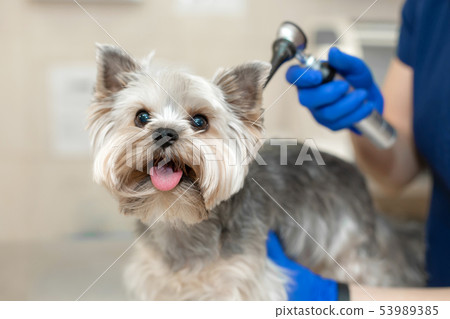 veterinarian exam a dog breed yorkshire terrier veterinarian exam a dog breed yorkshire terrier 53989385