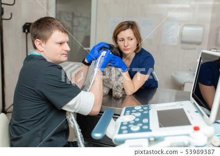 vets do an ultrasound scan of the dog's injured 53989387
