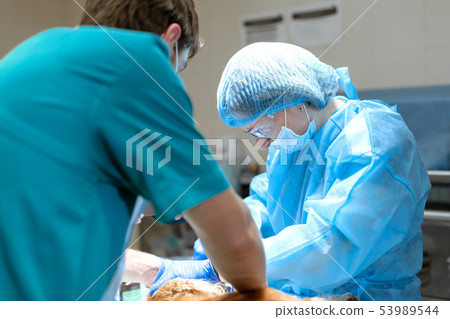 Veterinary dentistry. Dentist surgeon veterinarian Veterinary dentistry. Dentist surgeon veterinarian 53989544