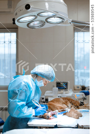 Veterinary dentistry. Dentist surgeon veterinarian 53989545