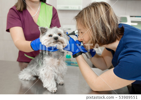 Beautiful vet doctor examines a small cute dog Beautiful vet doctor examines a small cute dog 53989551