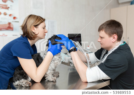 A veterinarian does an ultrasound of the dog's eye 53989553