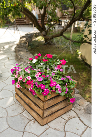 A flower bed with a beautiful pink and red flowers A flower bed with a beautiful pink and red flowers 53989559