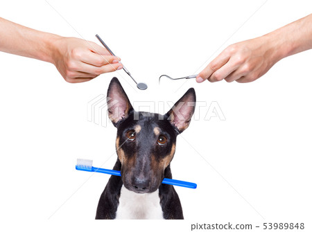 dental toothbrush dog 53989848