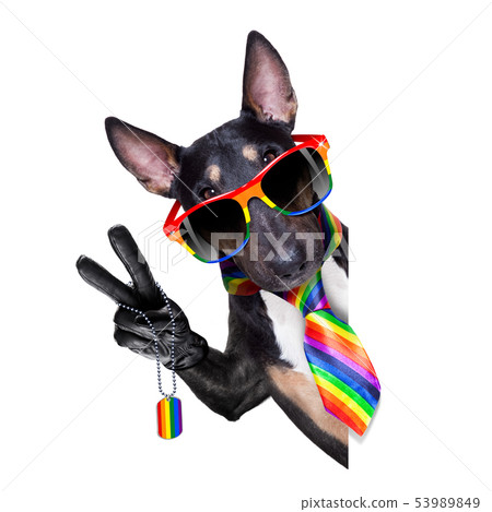 gay pride dog gay pride dog 53989849