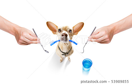 dental toothbrush dog dental toothbrush dog 53989855