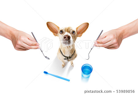dental toothbrush dog dental toothbrush dog 53989856