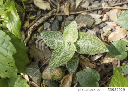 Kagomelan Amami Oshima Plant Kinsakubara Primary Forest Subtropical Forest Primitive Forest Kagomelan Amami Oshima Plant Kinsakubara Primary Forest Subtropical Forest Primitive Forest 53989929