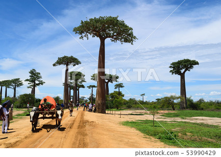Baobab Highway 53990429