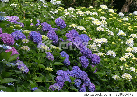 hydrangea hydrangea 53990472