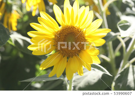 sunflower	 53990607