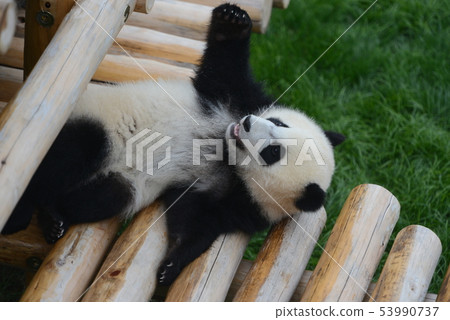 Panda's baby 53990737