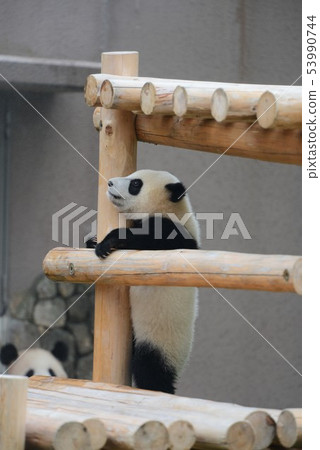 Panda's baby 53990744