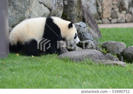 Panda's baby 53990752