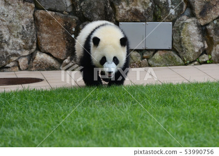 熊貓的寶貝 53990756