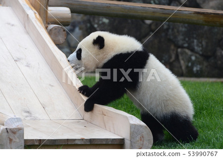 Panda's baby Panda's baby 53990767