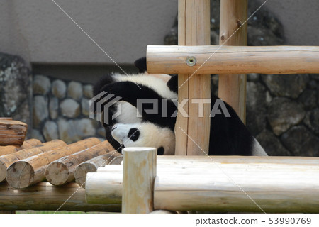 Panda's baby 53990769