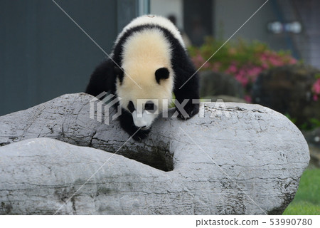 Panda's baby 53990780