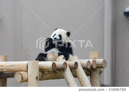 熊貓的寶貝 熊貓的寶貝 53990789